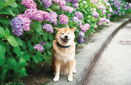 柴犬まるとおさんぽカレンダー/6月