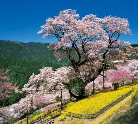 （フィルム）日本の旅想/3月4月
