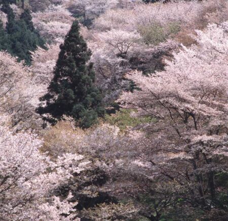 （フィルム）四季　前田真三・前田晃作品集/3月4月