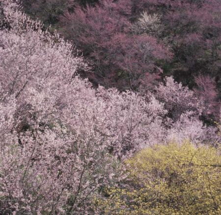 （フィルム）四季　前田真三・前田晃作品集-2