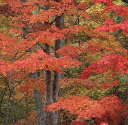 （フィルム）四季　前田真三・前田晃作品集/9月10月