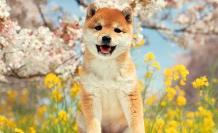 ナチュラルドッグ/3月4月