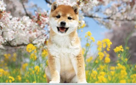 サンキュー・ドッグ-3