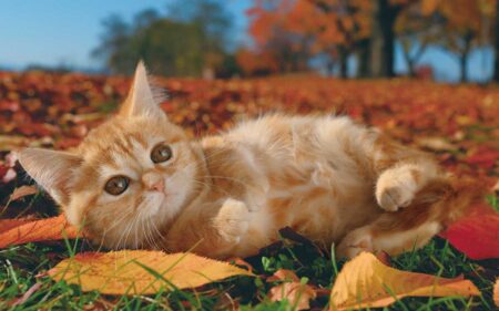 サンキュー・キャット/11月