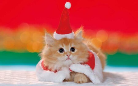 サンキュー・キャット/12月