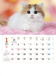 サンキュー・キャット