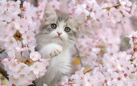 サンキュー・キャット-4