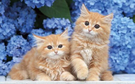 サンキュー・キャット-6