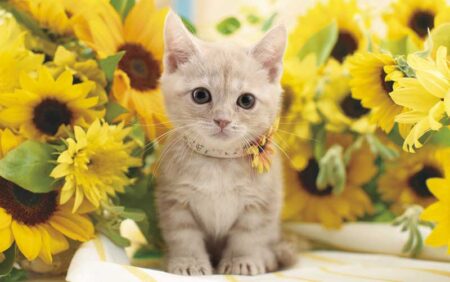 サンキュー・キャット-8