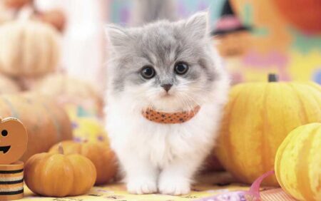 サンキュー・キャット-10