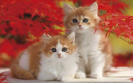 サンキュー・キャット-11