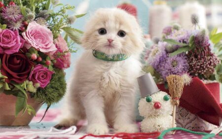 サンキュー・キャット-12