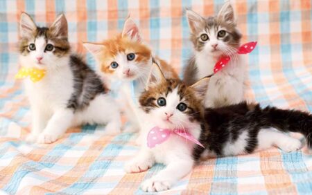 サンキュー・キャット/2月