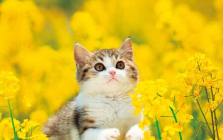 サンキュー・キャット/3月