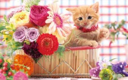 サンキュー・キャット/4月