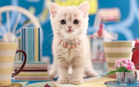 サンキュー・キャット/5月