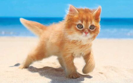 サンキュー・キャット/8月