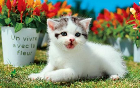 サンキュー・キャット/9月