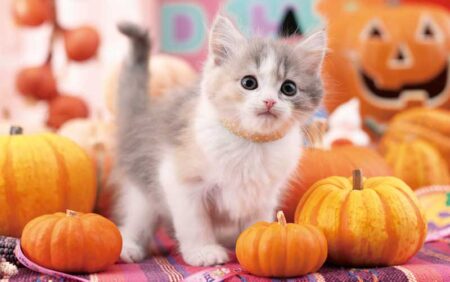 サンキュー・キャット/10月