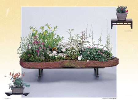 野の花・山の花（山野草盆栽集）-2