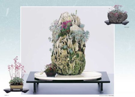 野の花・山の花（山野草盆栽集）-3