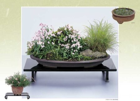 野の花・山の花（山野草盆栽集）-4
