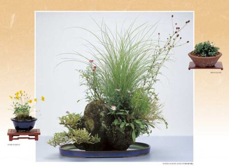 野の花・山の花（山野草盆栽集）-5