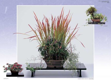 野の花・山の花（山野草盆栽集）-6