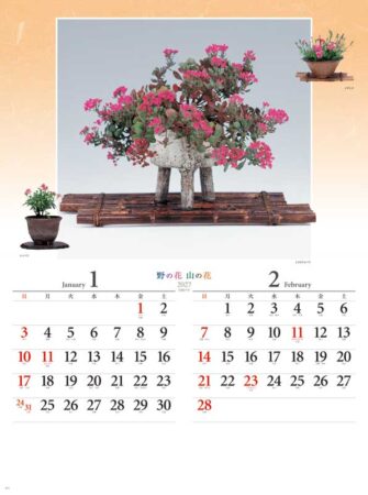 野の花・山の花（山野草盆栽集）/1月2月