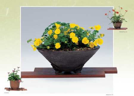 野の花・山の花（山野草盆栽集）/3月4月