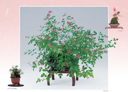 野の花・山の花（山野草盆栽集）/9月10月