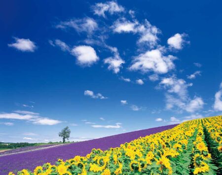 PURE〜心に残る日本風景〜/8月