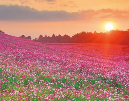PURE〜心に残る日本風景〜/9月