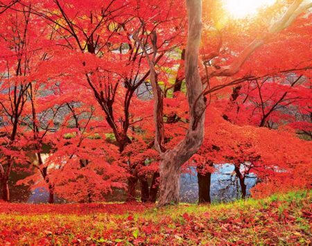 PURE〜心に残る日本風景〜/11月