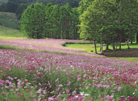 和の彩り-9
