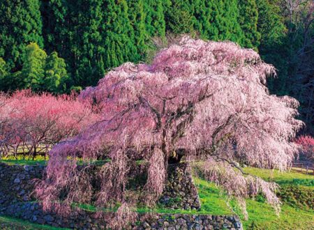 和の彩り/4月