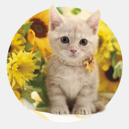 ハッピーチャット-いぬねこことば-（3ヶ月文字）-6
