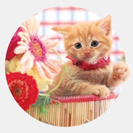 ハッピーチャット-いぬねこことば-（3ヶ月文字）/5月