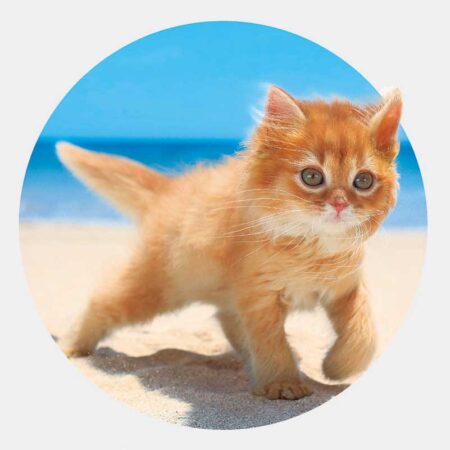 ハッピーチャット-いぬねこことば-（3ヶ月文字）/8月