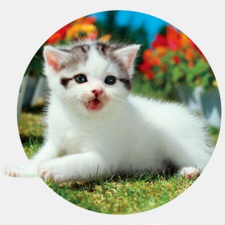 ハッピーチャット-いぬねこことば-（3ヶ月文字）/11月