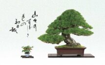 一木一草