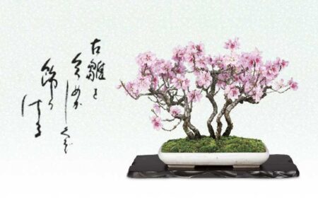 一木一草-3