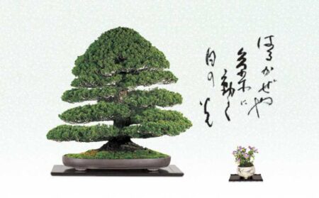 一木一草-4