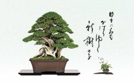一木一草-6