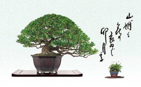 一木一草/4月