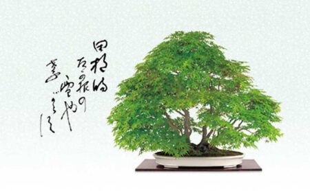 一木一草/6月