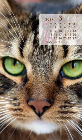 ポケットカレンダー・猫ねこ（メモ付）/3月
