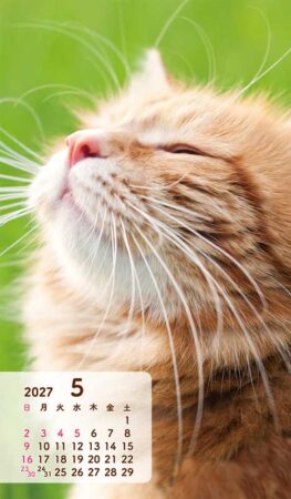 ポケットカレンダー・猫ねこ（メモ付）/5月