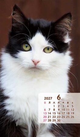 ポケットカレンダー・猫ねこ（メモ付）/6月