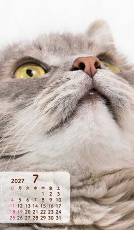 ポケットカレンダー・猫ねこ（メモ付）/7月